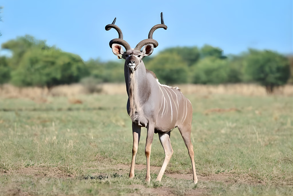 Conservation with Purpose: Why Ethical Breeding Matters